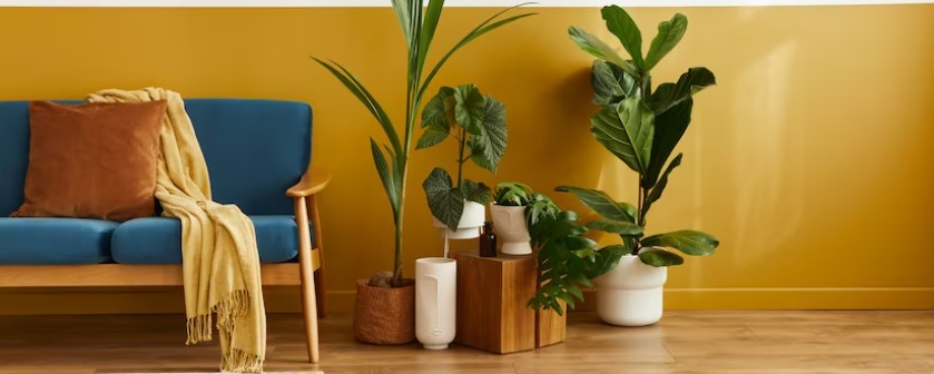 Physical Health Benefits of Indoor Plants
