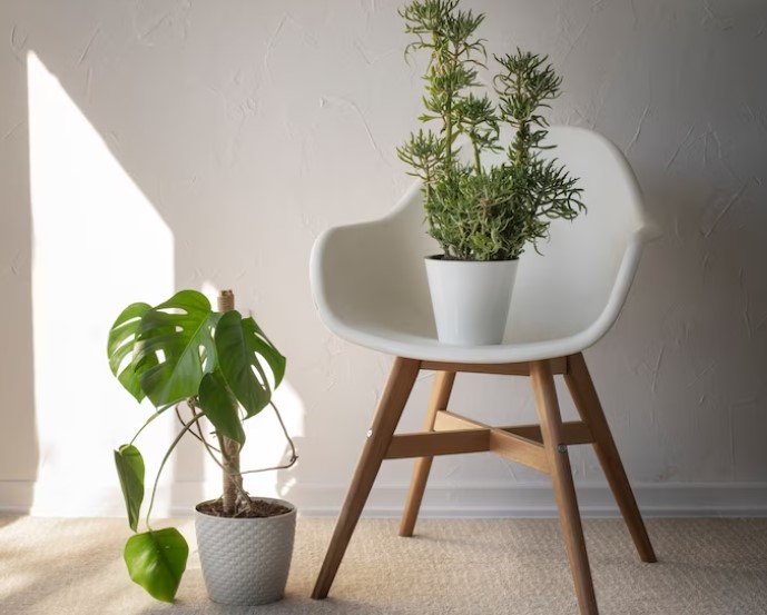 The Benefits of Indoor Plants for Your Health and Well-Being